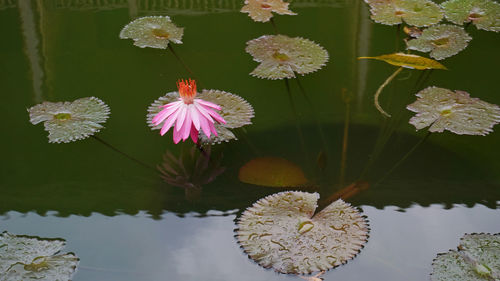 Lotus water lily in lake