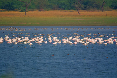 Birds in a lake