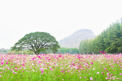 Pink flowering plants on field against clear sky