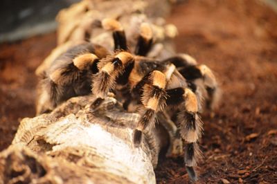 tarantula