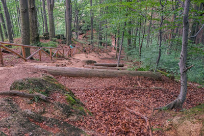 Trees growing in forest