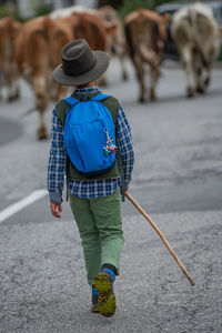 Serina livestock fair, the largest cattle show in the bergamo valleys