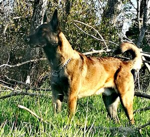 Dog in grass