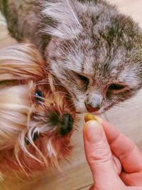 Close-up of hand holding cat