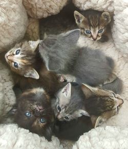 High angle view of a kitten