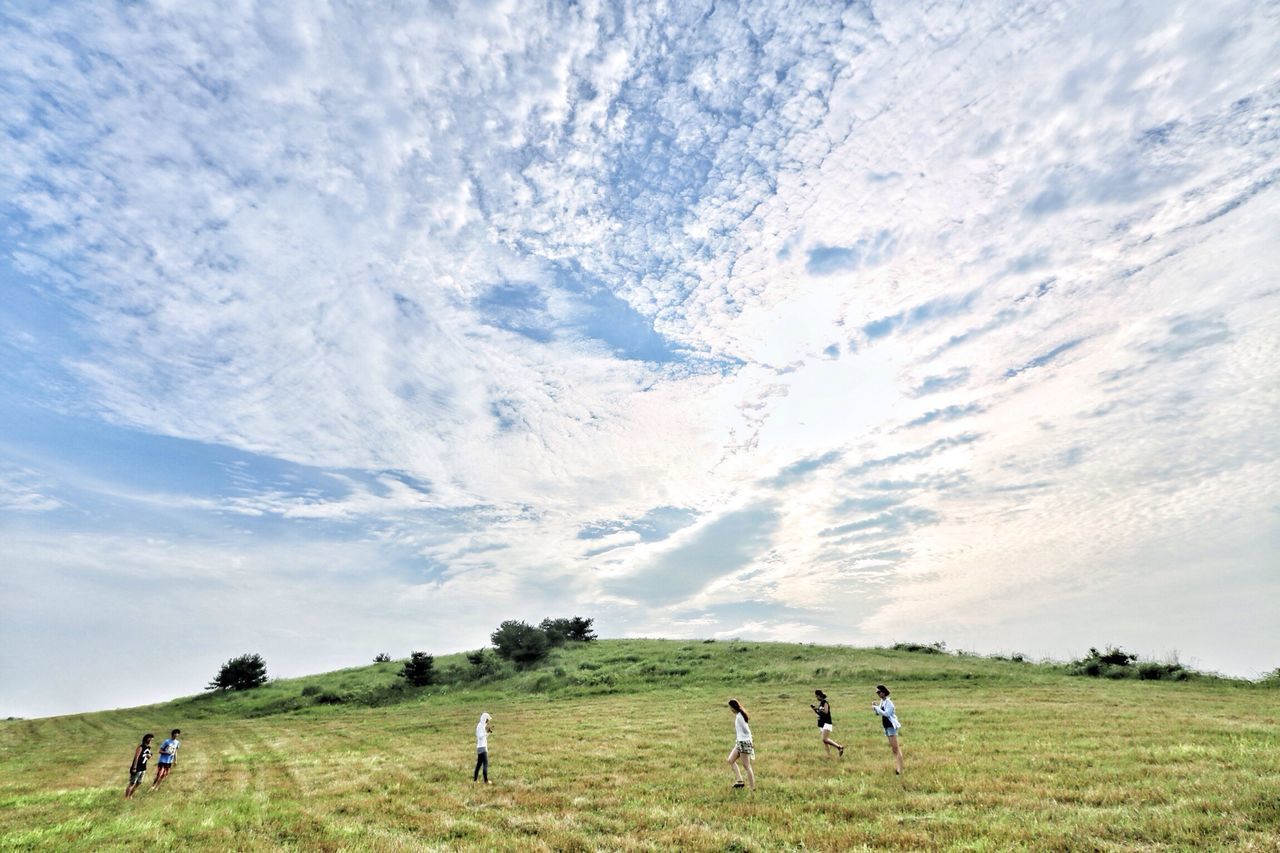 domestic animals, grass, animal themes, field, sky, mammal, landscape, grassy, cloud - sky, livestock, grazing, nature, beauty in nature, tranquility, tranquil scene, scenics, cloud, pasture, green color, cloudy