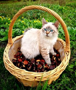 High angle view of kitten in basket