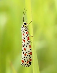 Butterfly on leaf