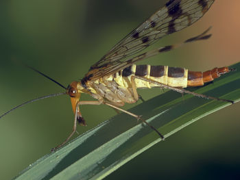 Close-up of butterfly