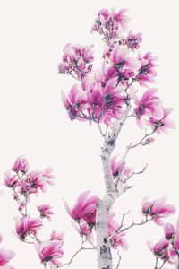 Close-up of pink flowers against clear sky