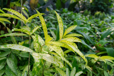 Close-up of crops growing on field