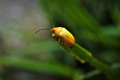 Close-up of insect on flower