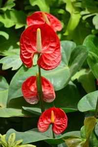 Close-up of red rose flower