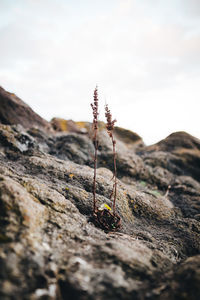 Close-up of dry plants on rock against sky