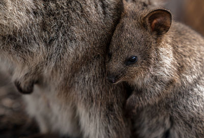 Quokka only inhabits in western australia, mostly on rottnest island. 