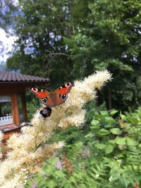 Close-up of butterfly on a tree