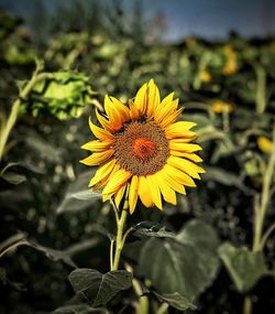 Close-up of sunflower blooming on field