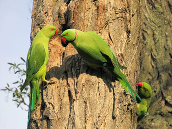 View of parrot perching on tree