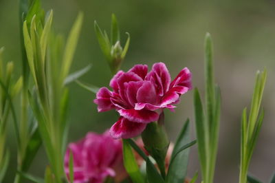 Close-up of pink flowering plant