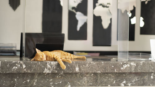 A red cat sleeps at the hotel reception.