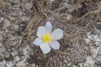 High angle view of white crocus flower on field