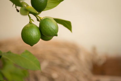 Close-up of fruits growing on tree