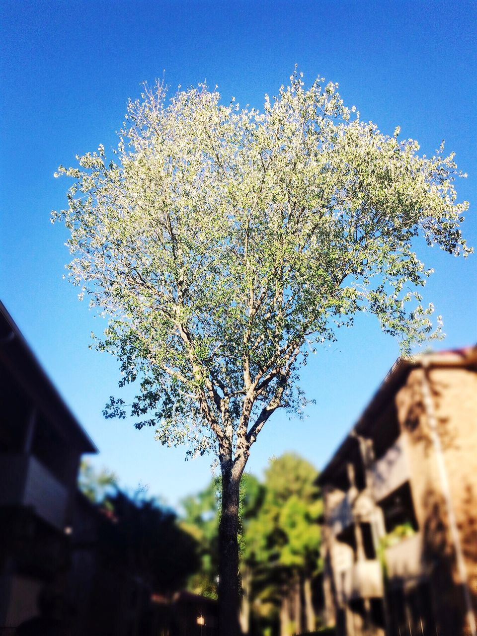 tree, growth, flower, clear sky, blossom, architecture, nature, low angle view, building exterior, built structure, day, no people, outdoors, beauty in nature, sky, fragility, freshness, springtime, blue, branch, close-up