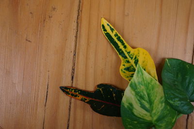 Close-up of butterfly on wood