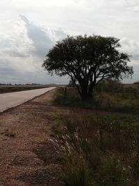 Tree on field by road against sky