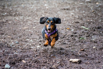 Portrait of dachshund running on field