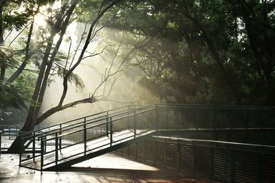 Steps amidst trees in forest