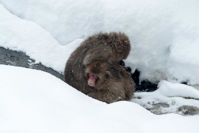 Monkeys on snow during winter