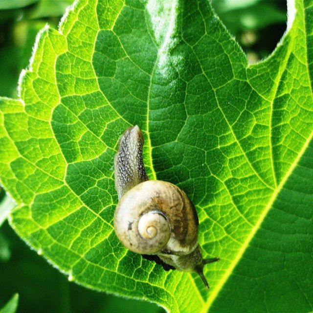 leaf, snail, close-up, green color, one animal, insect, animal themes, animals in the wild, wildlife, natural pattern, leaf vein, animal shell, nature, focus on foreground, animal antenna, growth, plant, high angle view, beauty in nature, selective focus