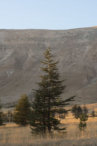 Scenic view of landscape against clear sky