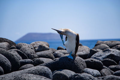 Bird perching on rock in sea against sky