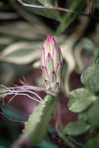 Close-up of pink flowering plant