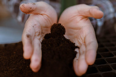 Close-up of hand holding sapling