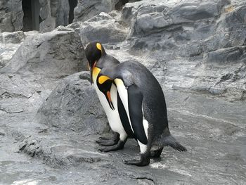 A couple of penguin on rock