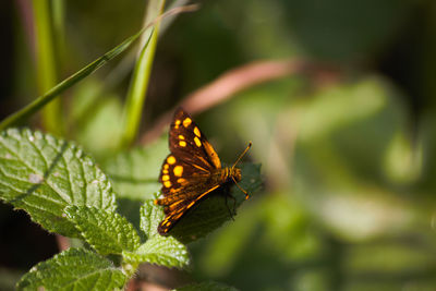 Close-up of butterfly pollinating flower