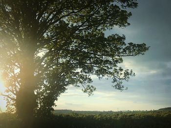 Tree on field against sky