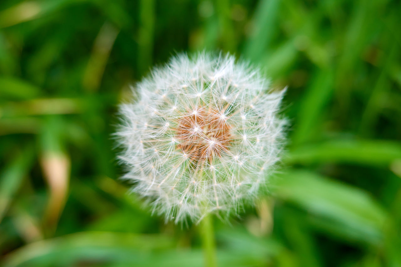plant, flower, flowering plant, dandelion, freshness, grass, beauty in nature, fragility, close-up, nature, growth, meadow, macro photography, green, no people, inflorescence, focus on foreground, flower head, wildflower, dandelion seed, plant stem, white, softness, outdoors, day, seed, positive emotion, field, springtime, environment, lawn, prairie, blossom