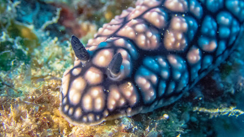 Close-up of fish underwater