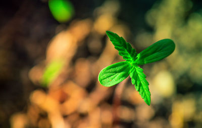 Close-up of fresh green leaves