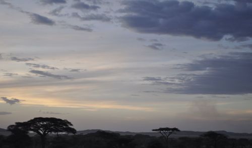Low angle view of trees against sky at sunset