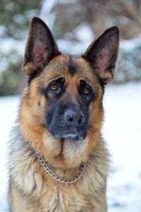 Close-up portrait of dog