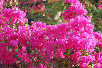 Close-up of pink flowers