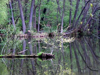 Reflection of trees in water