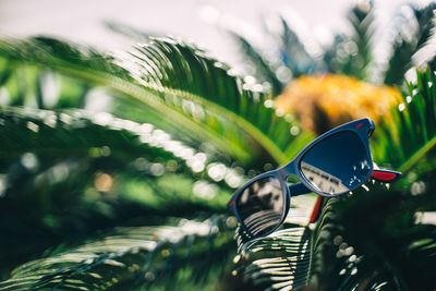 Close-up of sunglasses against palm trees