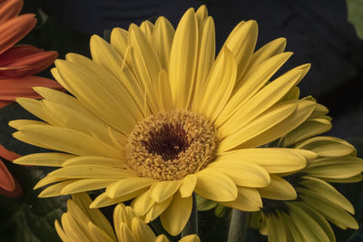 Close-up of yellow daisy flower