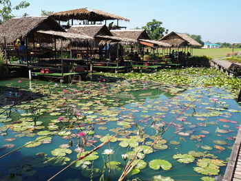 Water lily in lake against buildings